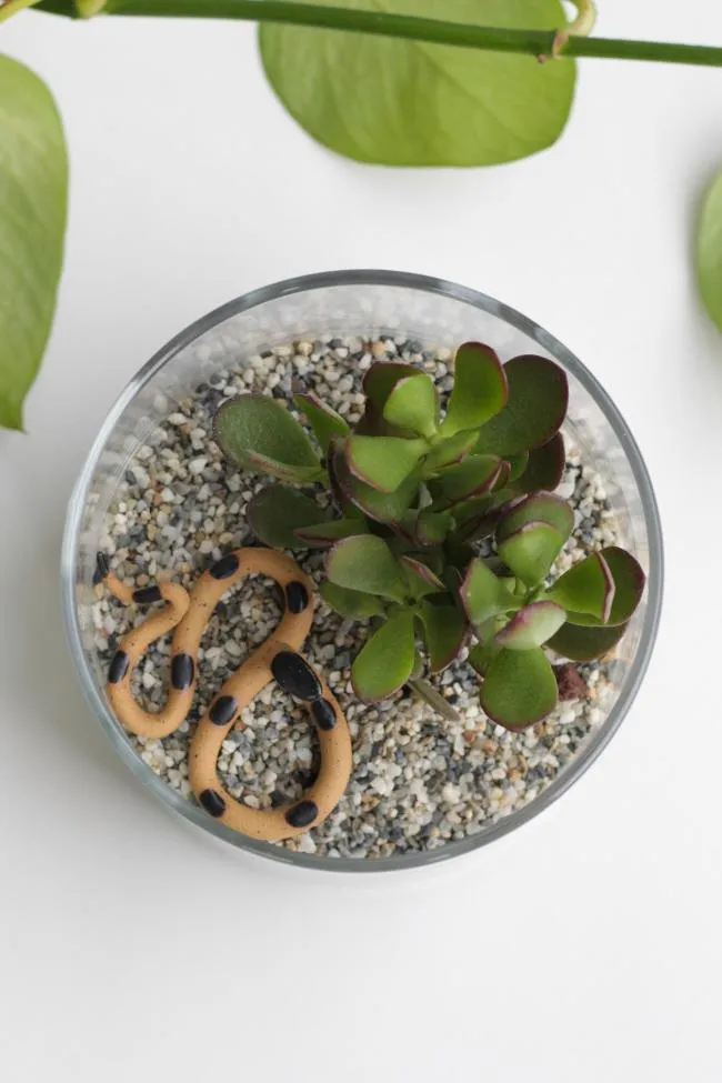 Terrarium Kits