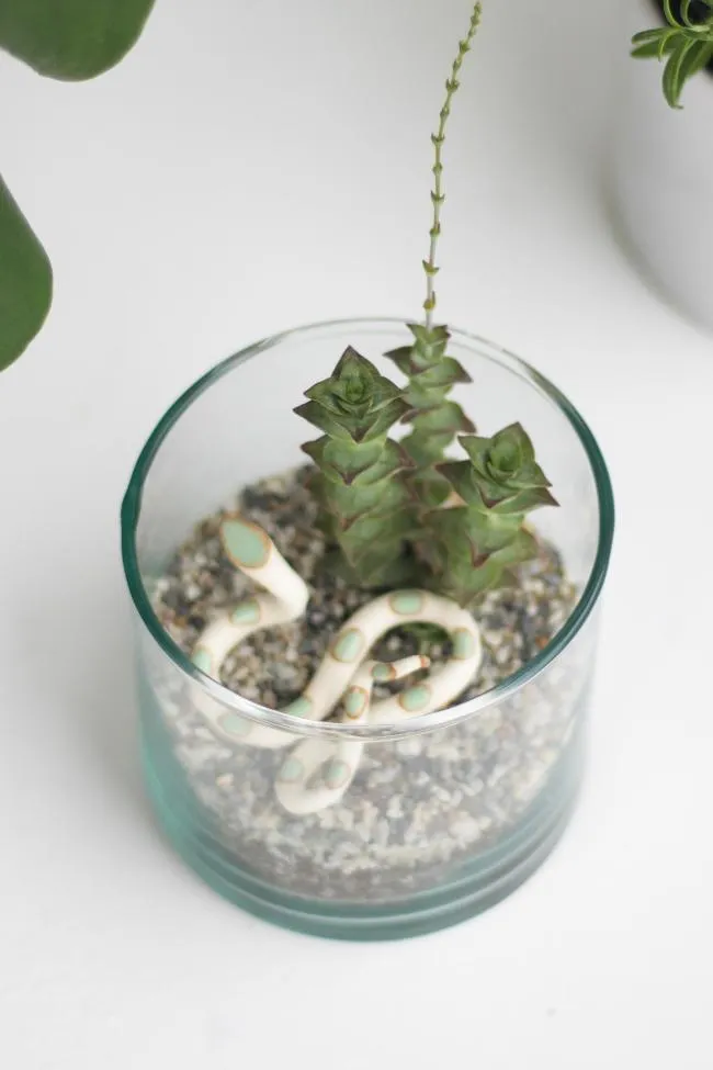 Terrarium Kits