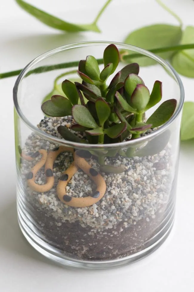Terrarium Kits