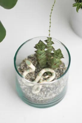 Terrarium Kits